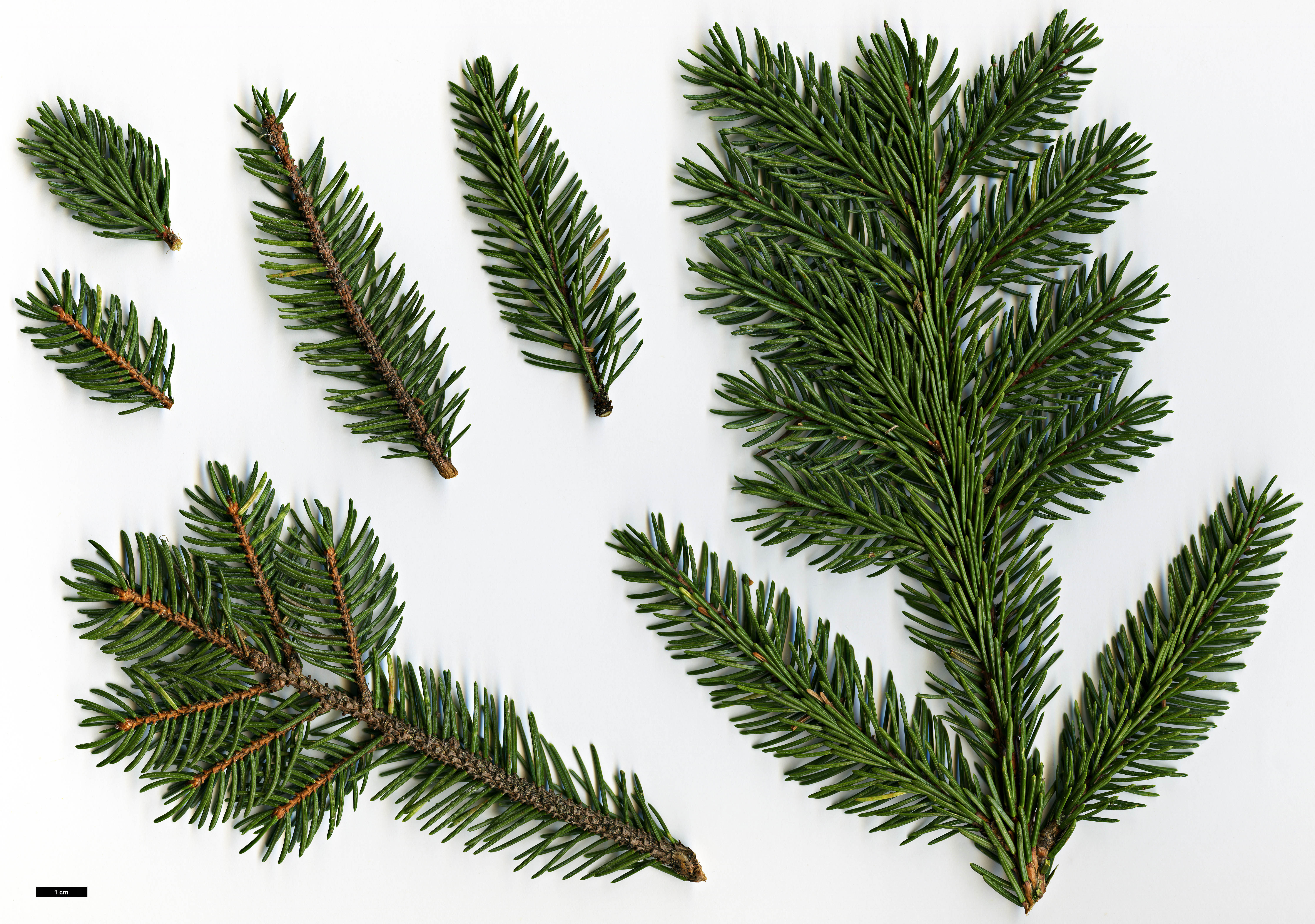 High resolution image: Family: Pinaceae - Genus: Picea - Taxon: koyamae 
